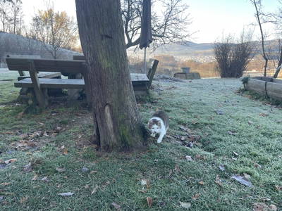 Bild 21 aus  Familien und Pferdebauernhof