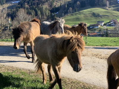 Bild 17 aus  Oberbichlhof