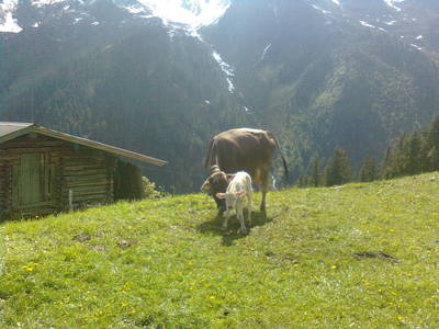 Bild 32 aus  Lichteben