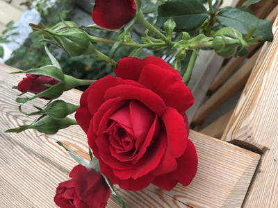 Bild 21 aus  Hof zum Kleinod