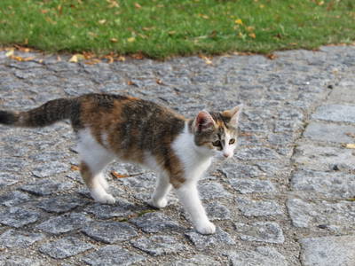 Bild 65 aus  Haus Linda