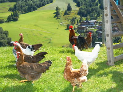 Bild 36 aus  Feriengut Hasenau