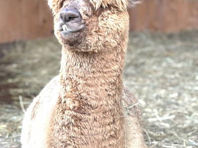 Bild 17 aus  Weingut Dworschak