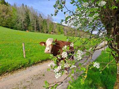 Bild 36 aus  Obergrünwaldgut