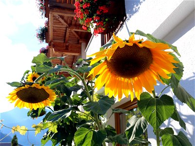 Bild 11 aus BERGhof