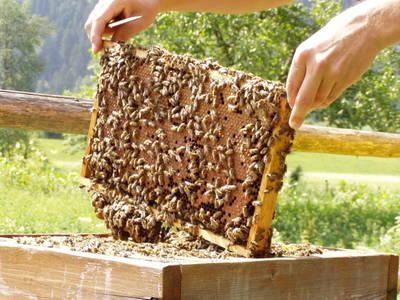 Bild 105 aus  Kronhofer - Apartments und Erlebnis-Imkerei