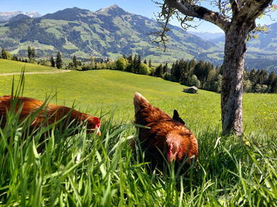 Bild 35 aus  Simmern