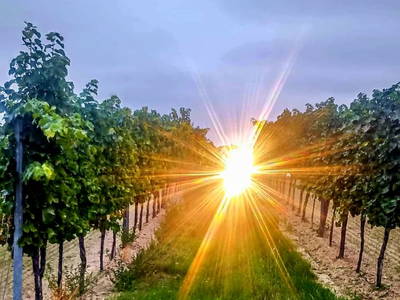 Bild 31 aus  Ferienhaus Weinviertel