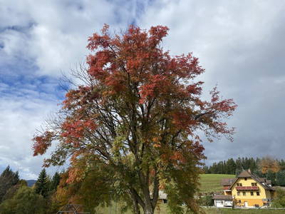 Bild 98 aus  Biohof Kroisleitner