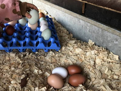 Bild 6 aus  Braunsberger Höfe