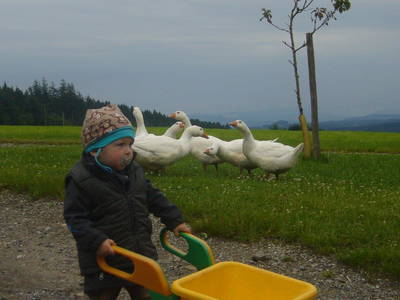 Bild 81 aus  Allgäu Bergferienhof