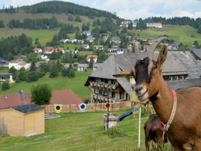 Bild 24 aus  Sunmattehof