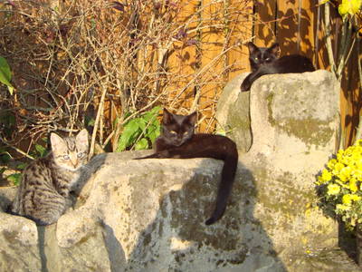 Bild 24 aus  Ferienhof Lochau