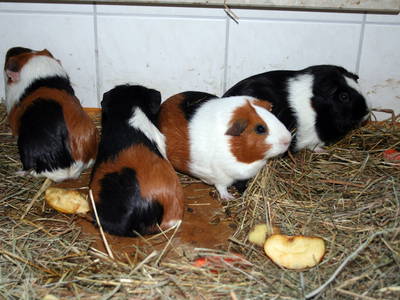 Bild 51 aus  Erlebnis-Bauernhof Kliewe auf der Insel Rügen