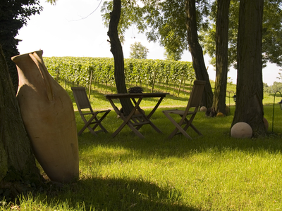 Bild 20 aus  Winzerhof Wiedemann