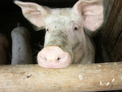 Bild 12 aus  Martiburhof - Ferien auf dem Bauernhof