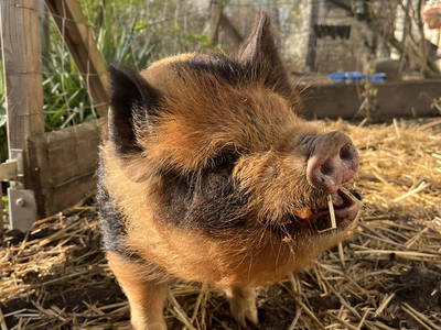 Bild 11 aus  Luminohof