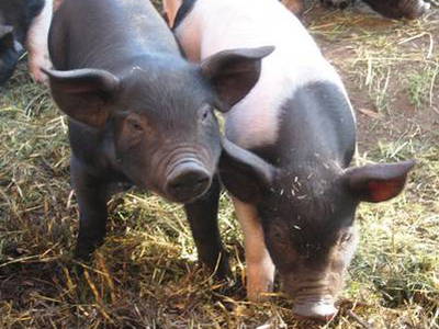 Bild 26 aus  Hof Grüneberg