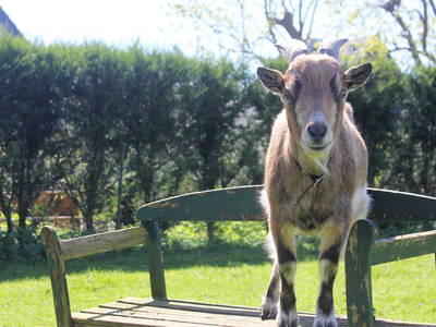 Bild 12 aus  Ferienhof Meetz