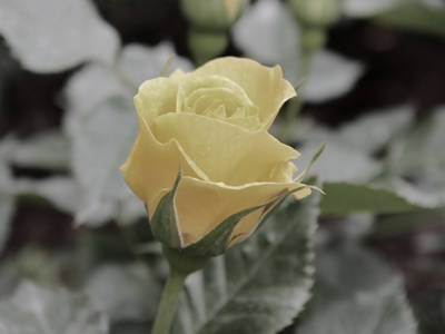 Bild 52 aus  Krösshof Rosen-Residenz