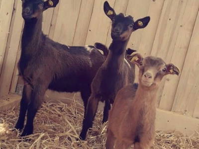 Bild 7 aus  kleinHOTEL Steinau-Rabenstein