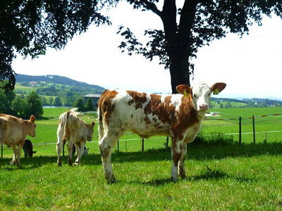 unsere Kälber haben Panoramablick