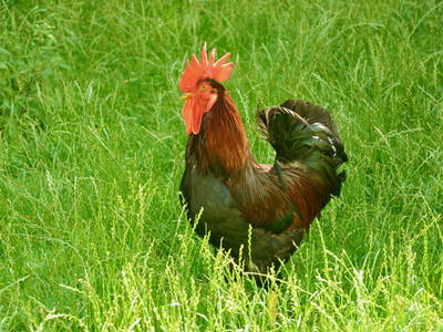 Bild 15 aus  Luminohof