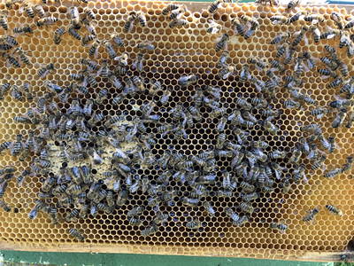 Bild 31 aus  Gut Büchenau  -  Auszeit für Erholungsuchende & Naturliebhaber