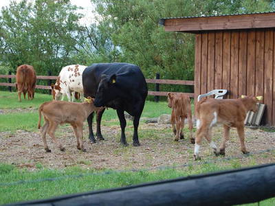 Bild 15 aus  Kantorhof