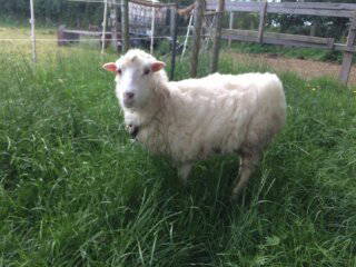 Bild 10 aus  Ferienhof Nielson