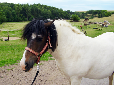 Bild 6 aus  Ferienbauernhof Loch