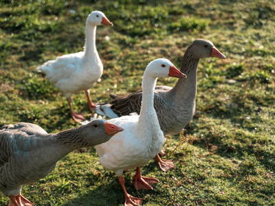 Bild 17 aus  Kinderparadies Höcker - Bio-Bauernhof