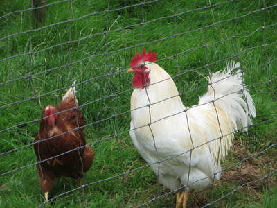 Bild 6 aus  Hof Vorwerk Familie Böye