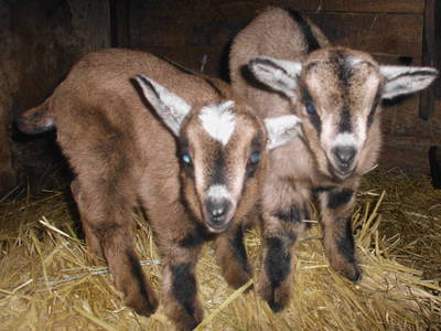 Unser Ziegennachwuchs