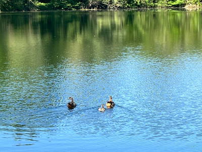 Natur um Schwegenheim See bei Gommersheim