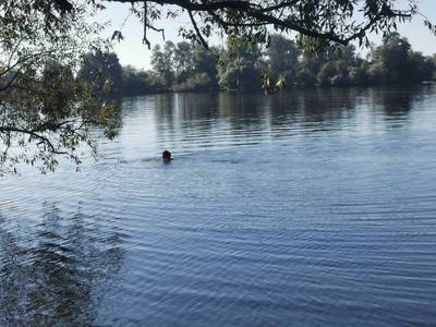 Jeden Tag in der Havel - wie neu geboren, klares Wasser und allein
