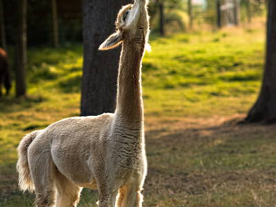 Die süßesten Früchte wachsen natürlich ganz oben...