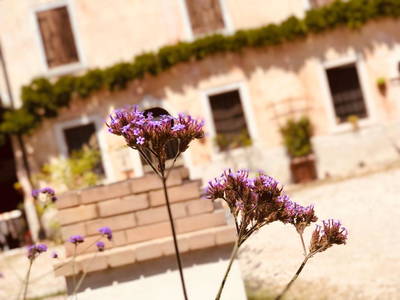 Bild 8 aus  Bauerhofurlaub zwischen den Touristenattraktionen Gardasee, Verona und Mantua