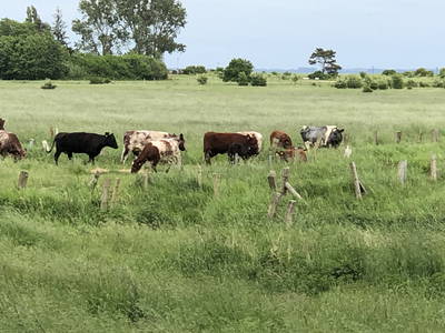 Bild 88 aus  Ostsee Ferienhof Kluvetasch