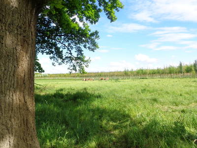 Bild 6 aus  Enkenshof