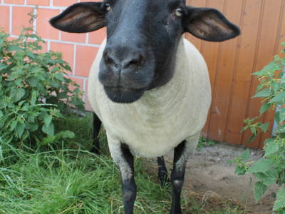 Bild 19 aus  Hof Sassen