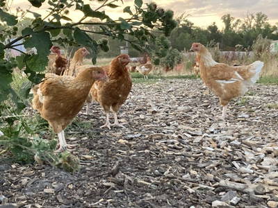 Bild 4 aus  Landhaus-Apartments