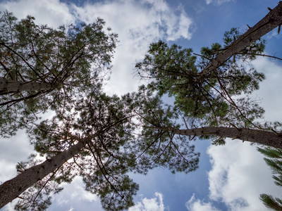 Blick aus der Hängematte