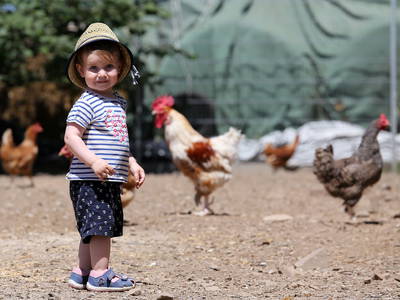 Hühner draußen im Gehege