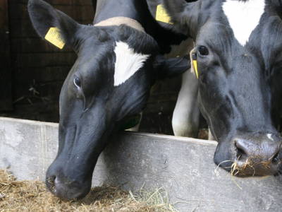 Bild 15 aus  Ferienhof  am Hennesee