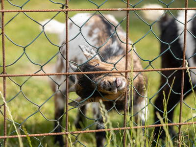 Bild 11 aus  Ferienhof Schmeling