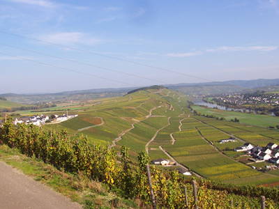 Bild 13 aus  Weingut Steffen-Herzog