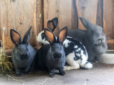 Im Kaninchenhaus ...