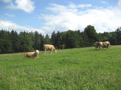 Bild 15 aus  Obermoarhof