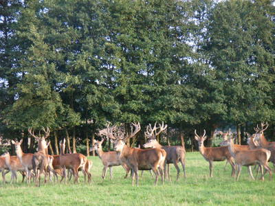 Bild 13 aus  Bio-Wildhof in Alleinlage mit  Boot